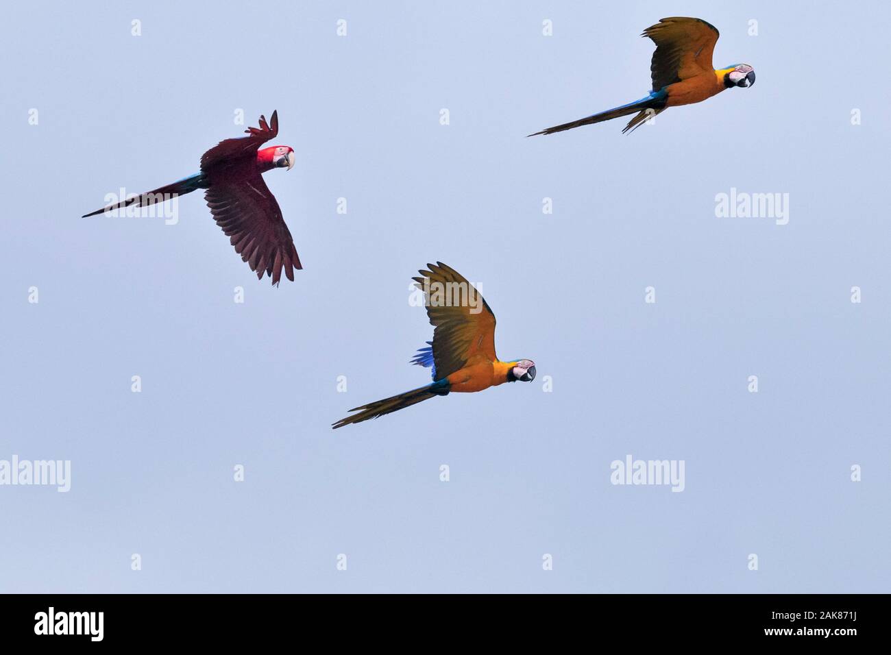 scarlet macaw, Ara macao, and blue-and-yellow macaw, Ara ararauna, flying, Tambopata National Reserve, Madre de Dios Region, Tambopata Province, Peru, Stock Photo