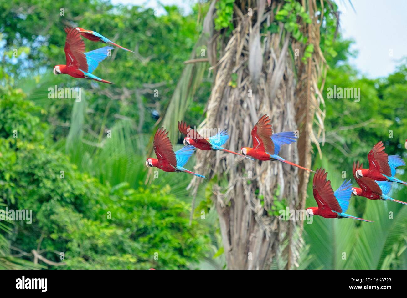 scarlet macaw, Ara macao, flock, flying, Tambopata National Reserve, Madre de Dios Region, Tambopata Province, Peru, Amazonia Stock Photo