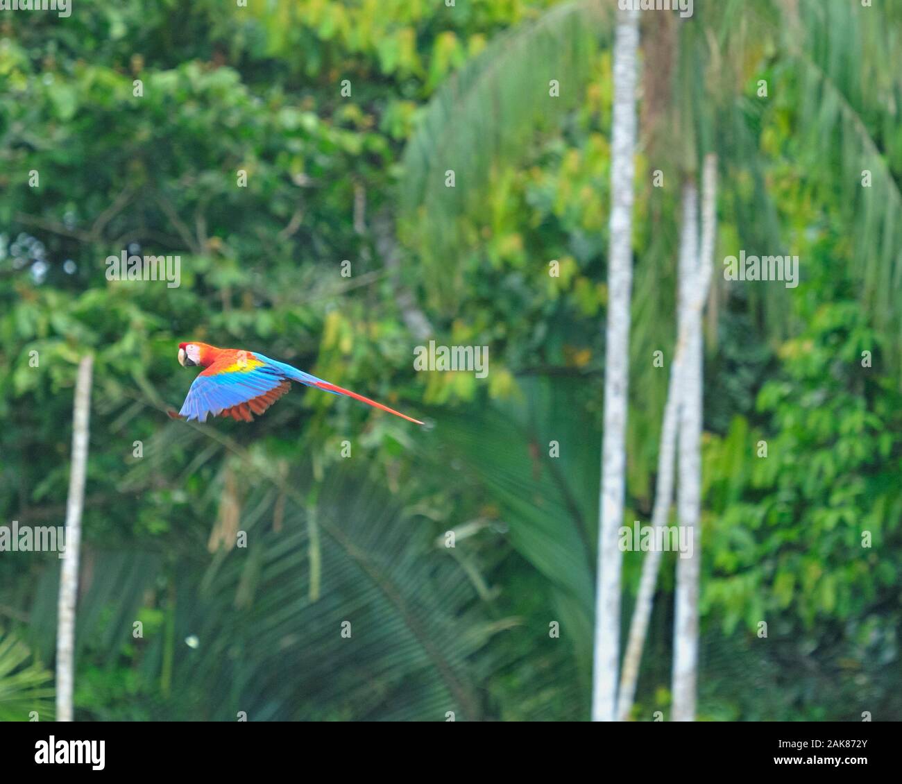 scarlet macaw, Ara macao, flying, Tambopata National Reserve, Madre de Dios Region, Tambopata Province, Peru, Amazonia Stock Photo