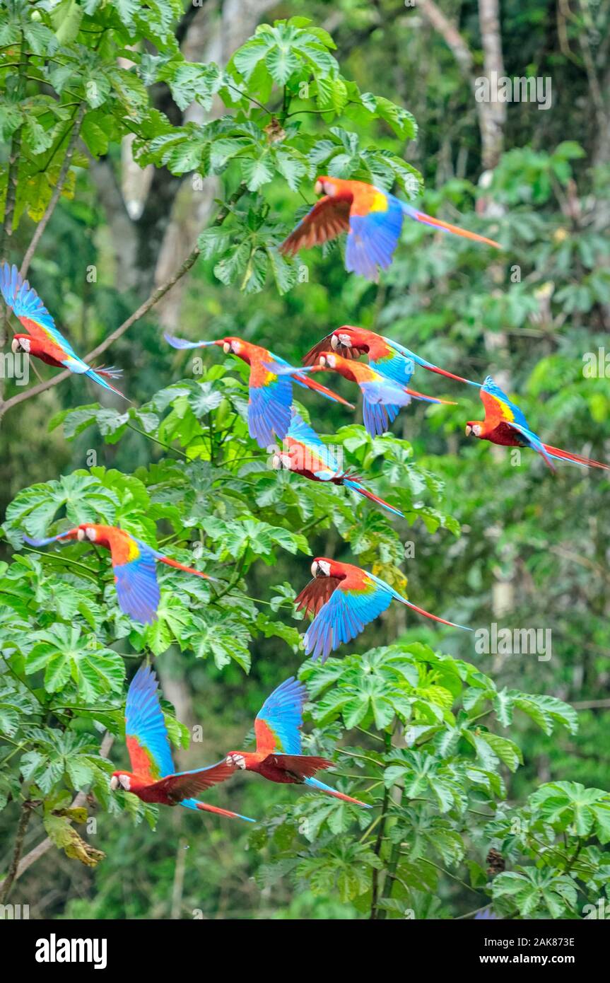 scarlet macaw, Ara macao, flock, flying, Tambopata National Reserve, Madre de Dios Region, Tambopata Province, Peru, Amazonia Stock Photo