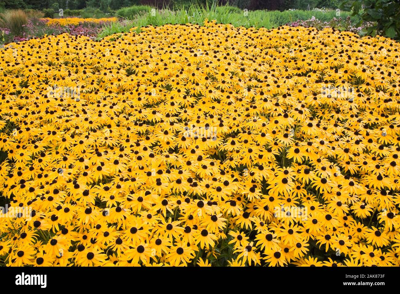 Black-eyed Susan flowers in a garden border in summer. Stock Photo