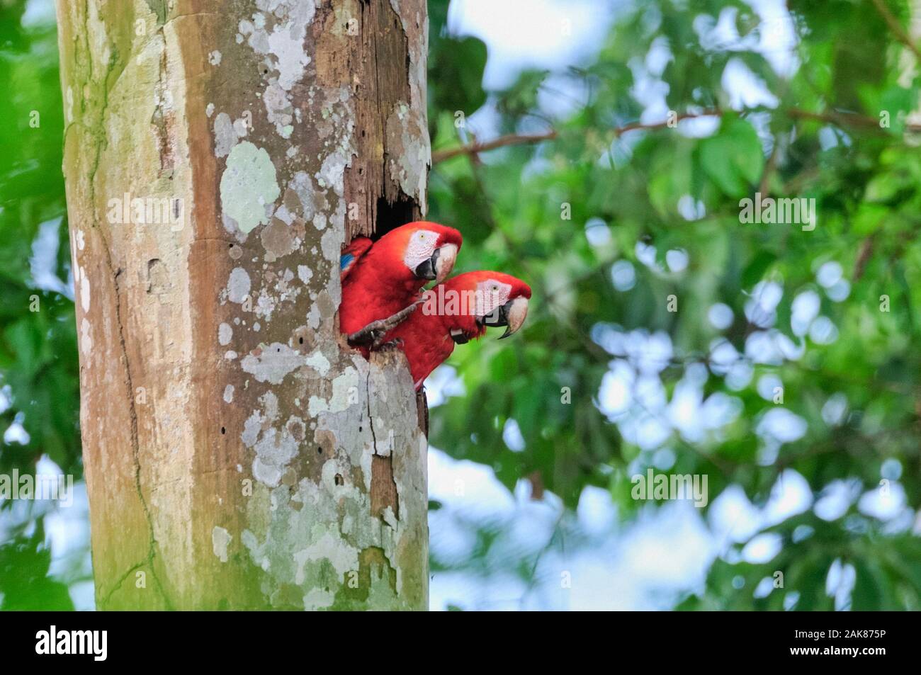 scarlet macaw, Ara macao, breeding pair with radiotelemetry collar in nest in a hole of a tree, Tambopata National Reserve, Madre de Dios Region, Tamb Stock Photo