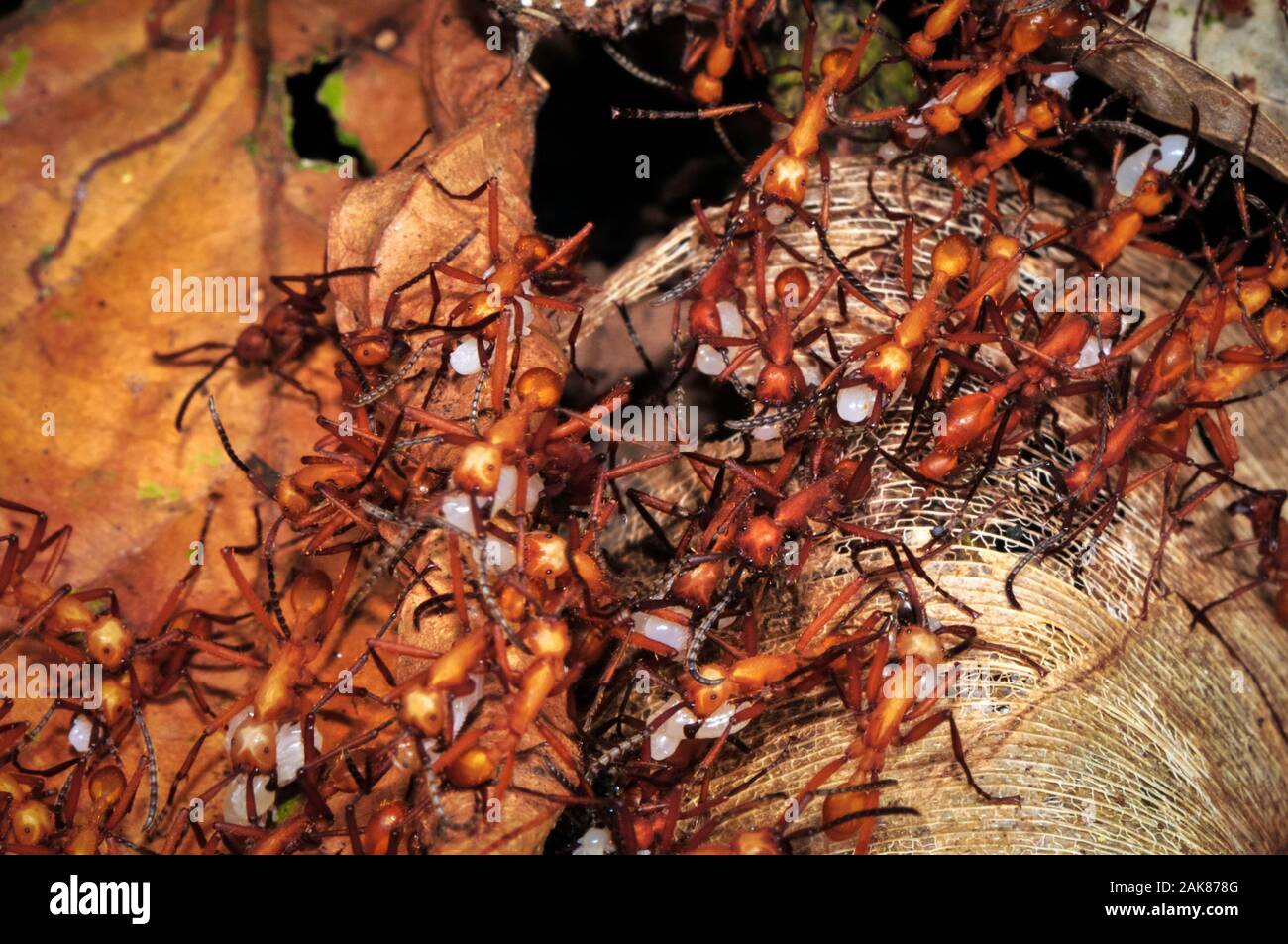 Army ants Eciton burchellii, Tambopata National Reserve, Madre de Dios Region, Tambopata Province, Peru, Amazonia Stock Photo