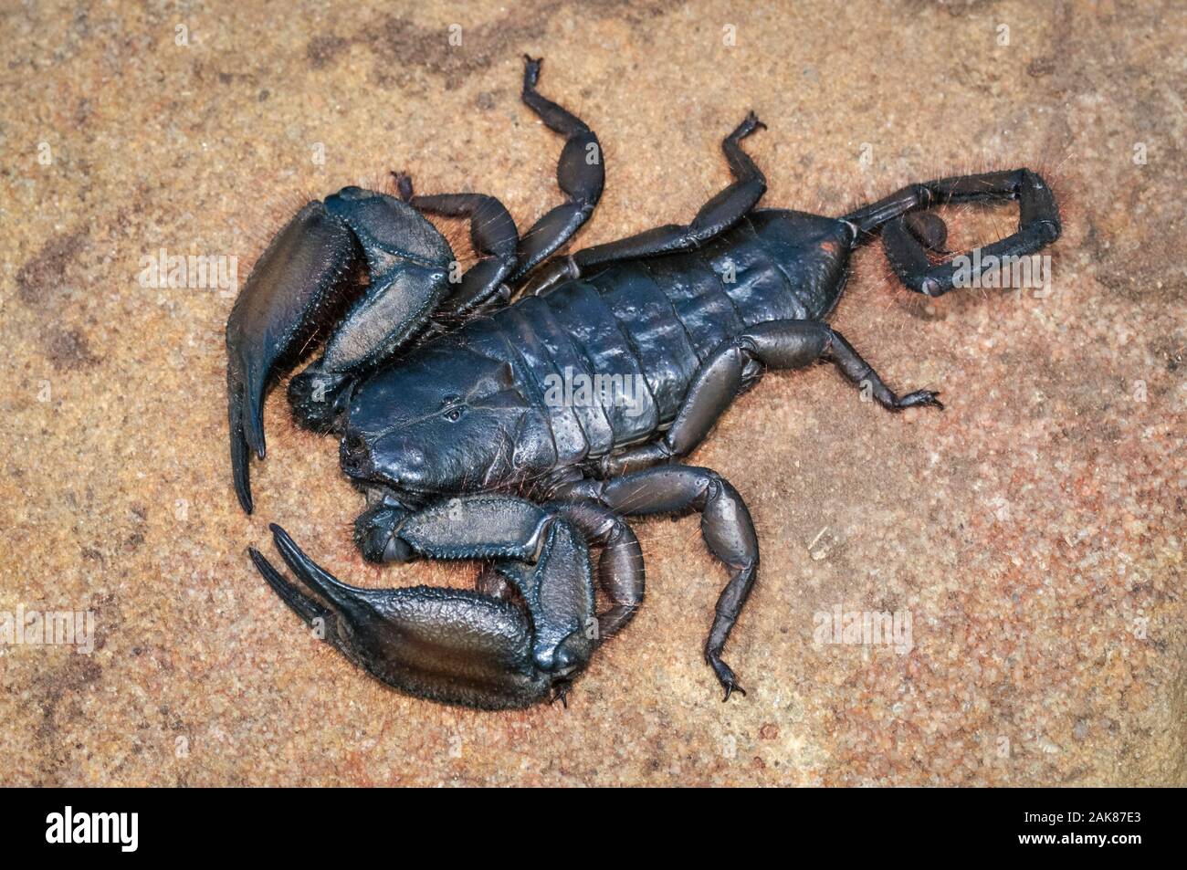flat rock scorpion, Hadogenes troglodytes, Kruger National Park, Limpopo, South Africa Stock Photo