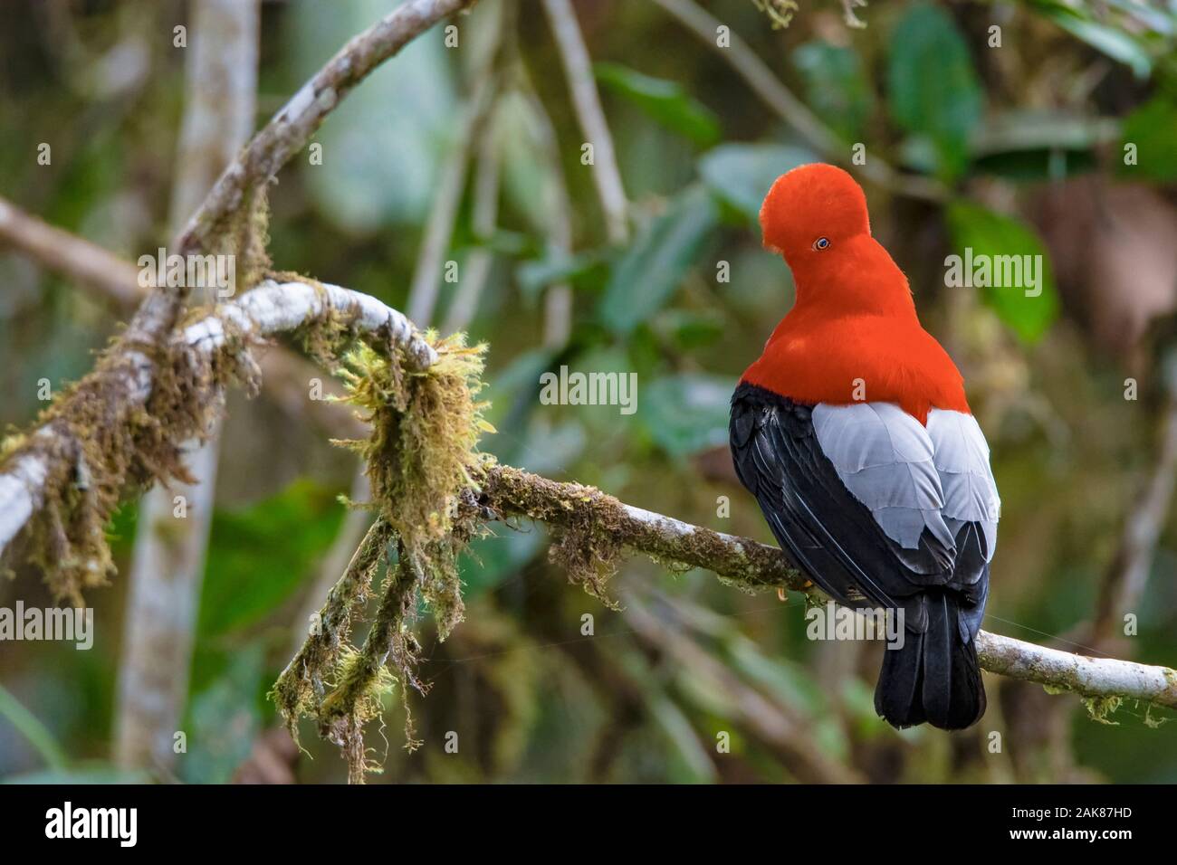 Andean cock-of-the-rock, or tunki, Rupicola peruvianus, adult male, displaying a large disk-like crest in lekking in humid montane forest, Mindo Valle Stock Photo