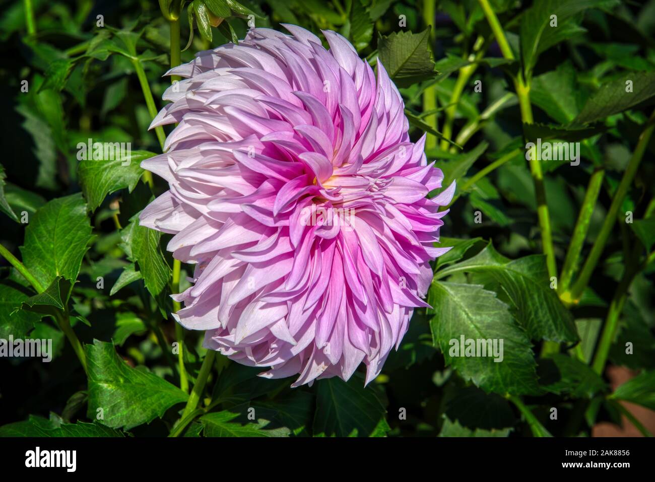 Dahlia from Swan Island Dahlias Farm during Dahlia Festival. Located in Woodburn, Oregon, is the largest dahlia grower in the United States. Stock Photo