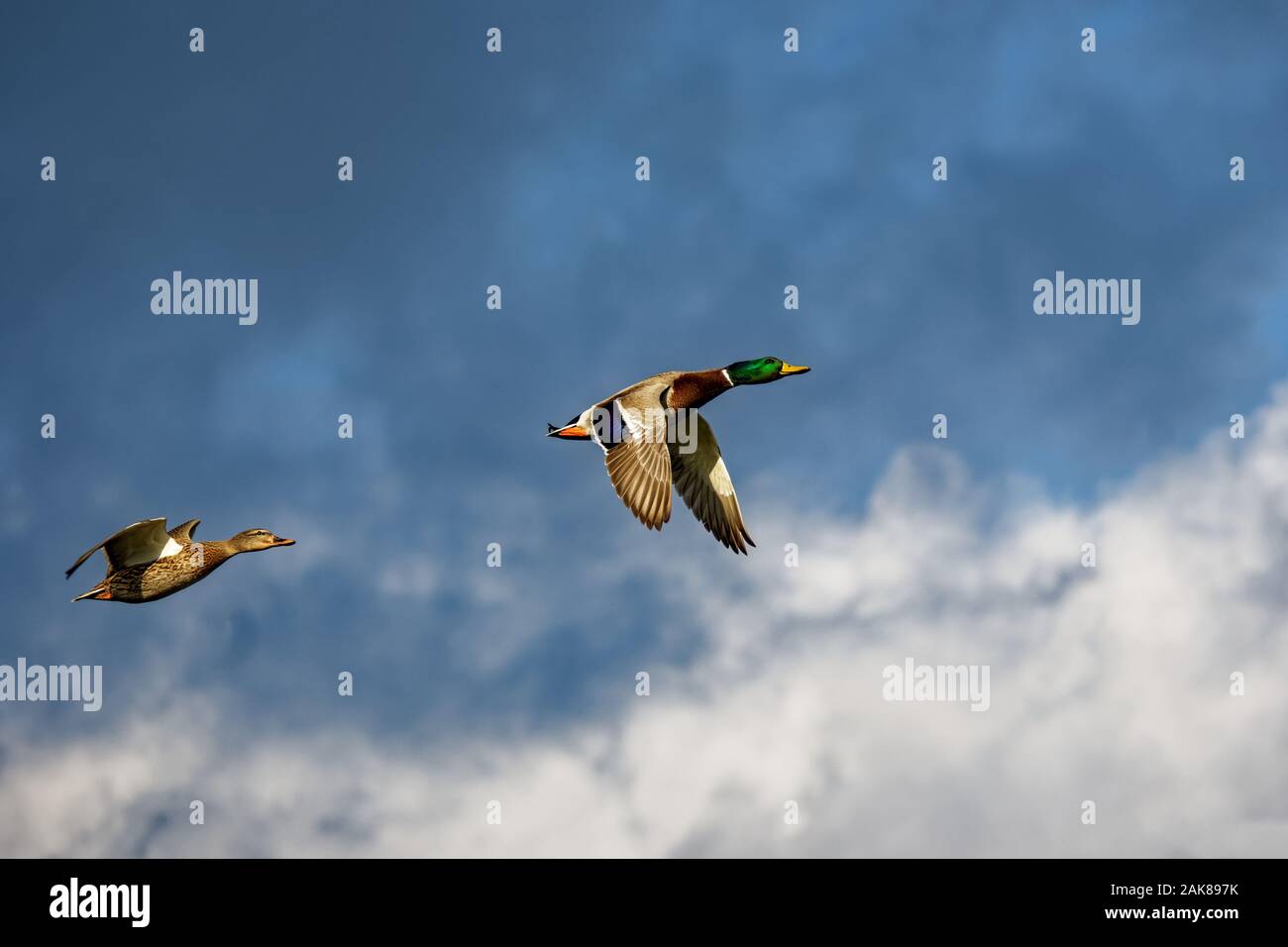 Mallard (Anas platyrhynchos) flying over Bolsa Chica wetlands, Huntington beach, ca USA Stock Photo