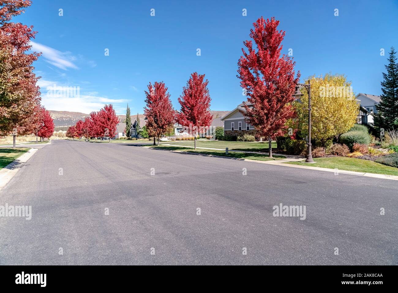 Colorful red maple trees with fall foliage Stock Photo - Alamy