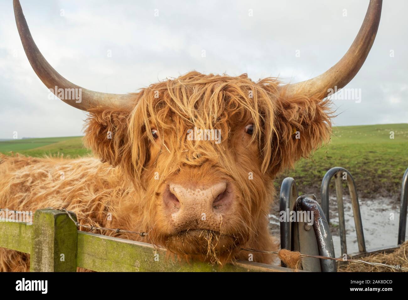 Highland cattle, also called longhaired Highland cattle, longhaired