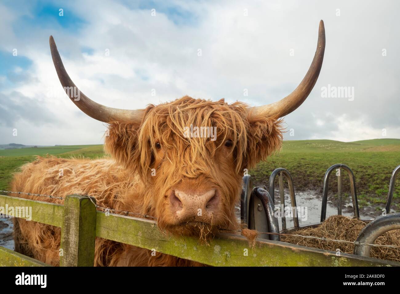 Highland Cattle Also Called Long Haired Highland Cattle Long