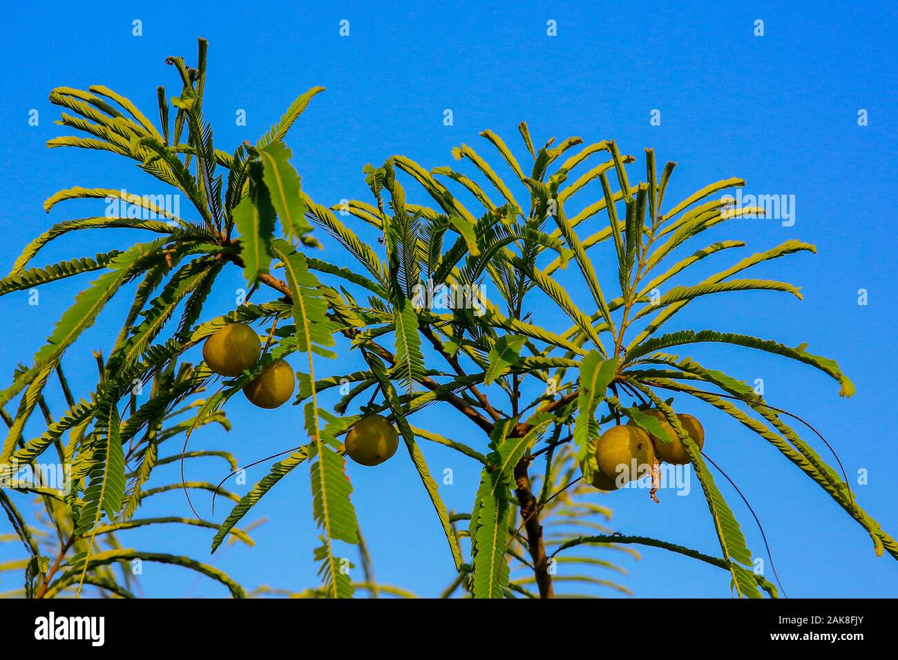 Indian Gooseberry (phyllanthus emblica) on the tree. Dhaka, Bangladesh Stock Photo