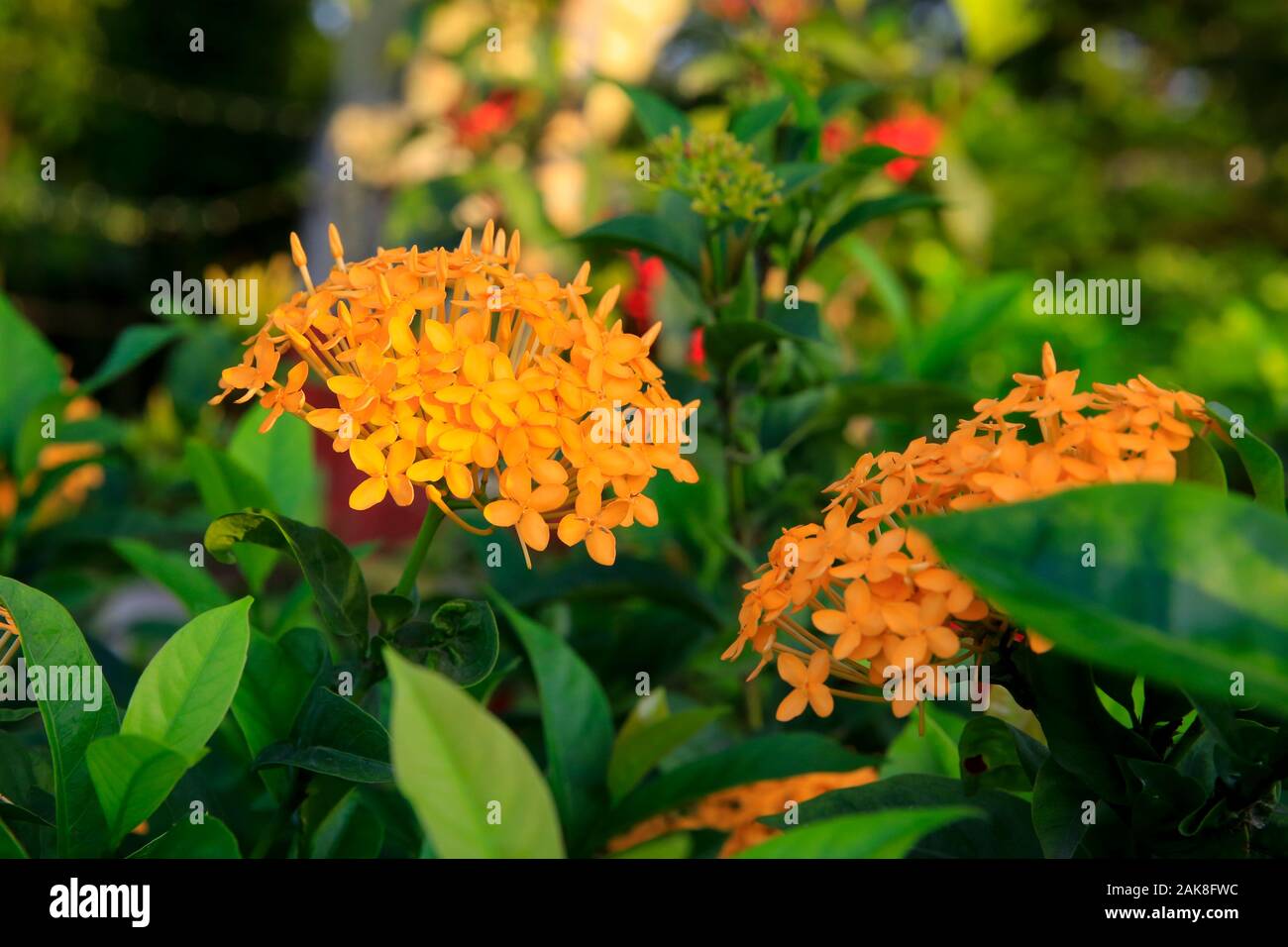 Yellow Ixora coccinea or Rangan flowers, Dhaka Bangladesh. Stock Photo