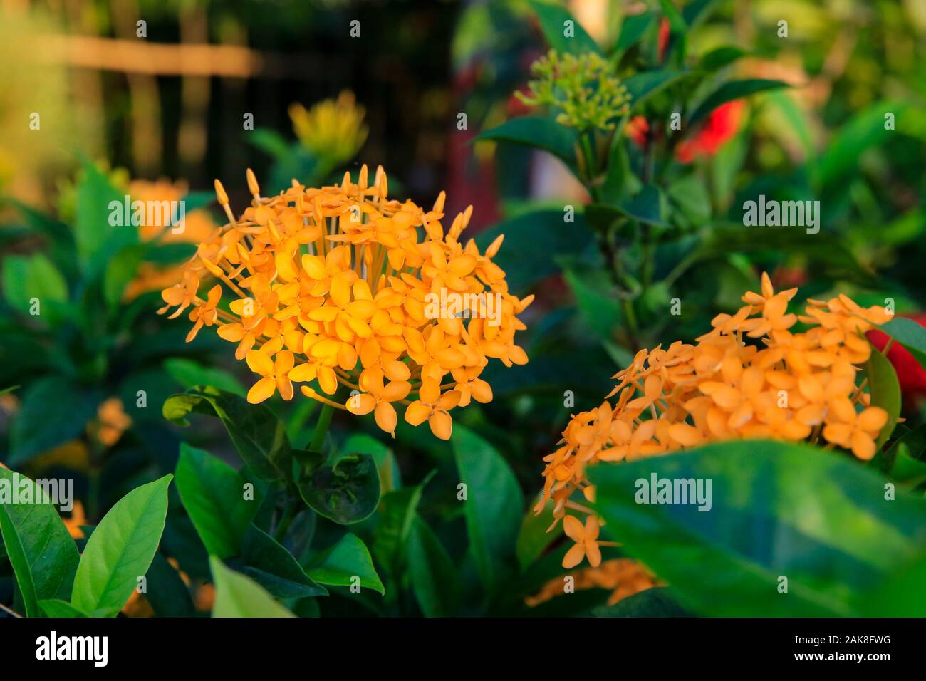 Yellow Ixora coccinea or Rangan flowers, Dhaka Bangladesh. Stock Photo