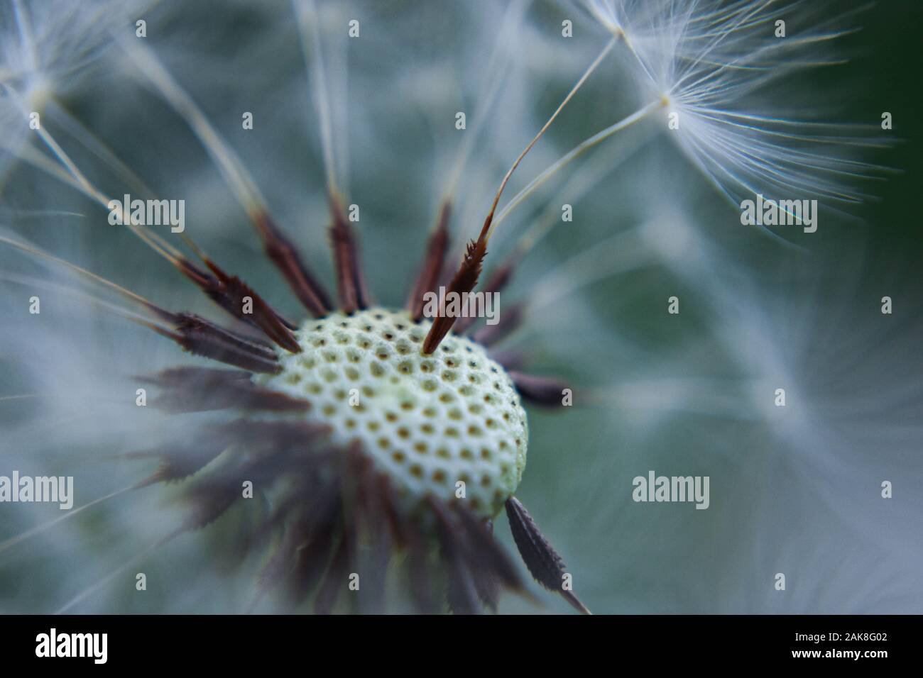 Closeup of dandelion seed/ conceptual image of luck and good wishes Stock Photo