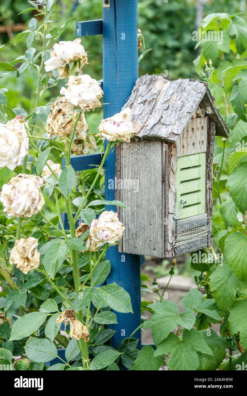 Small Insect hotel, fading roses Stock Photo