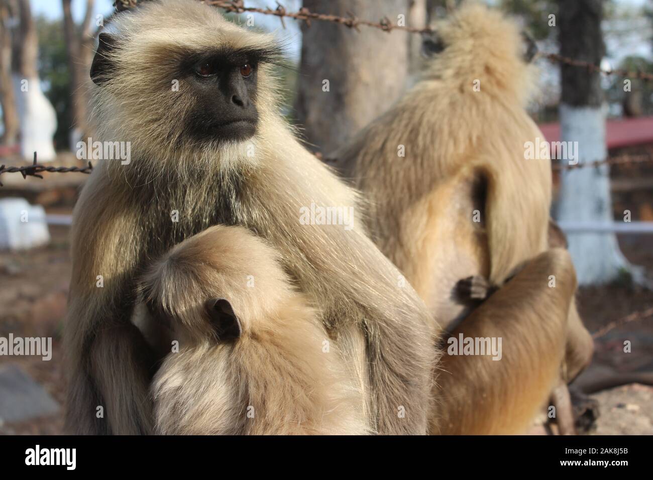 portrait of monkey. Stock Photo