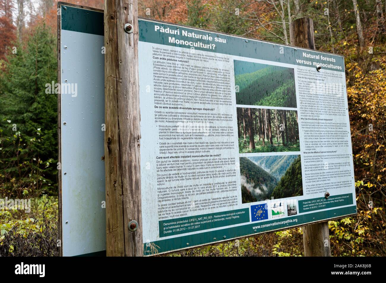 Monoculture vesus natural forest biodiversity, Ecosystem restoration project, Upper Dombovita Valley Muntii Fagaras Mountains Romania. Stock Photo