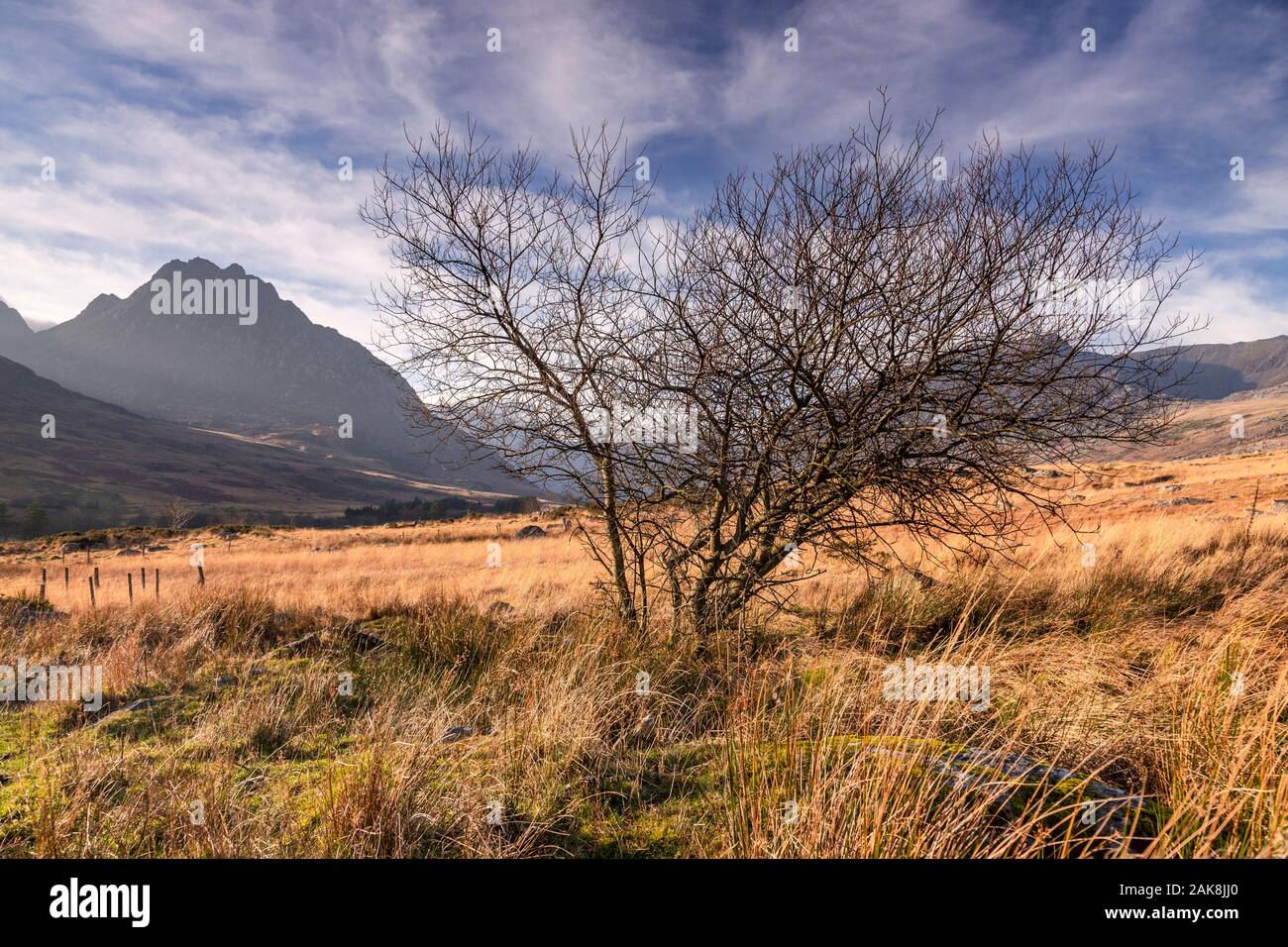 Tree in the Ogwen Valley, Snowdonia, North Wales Stock Photo