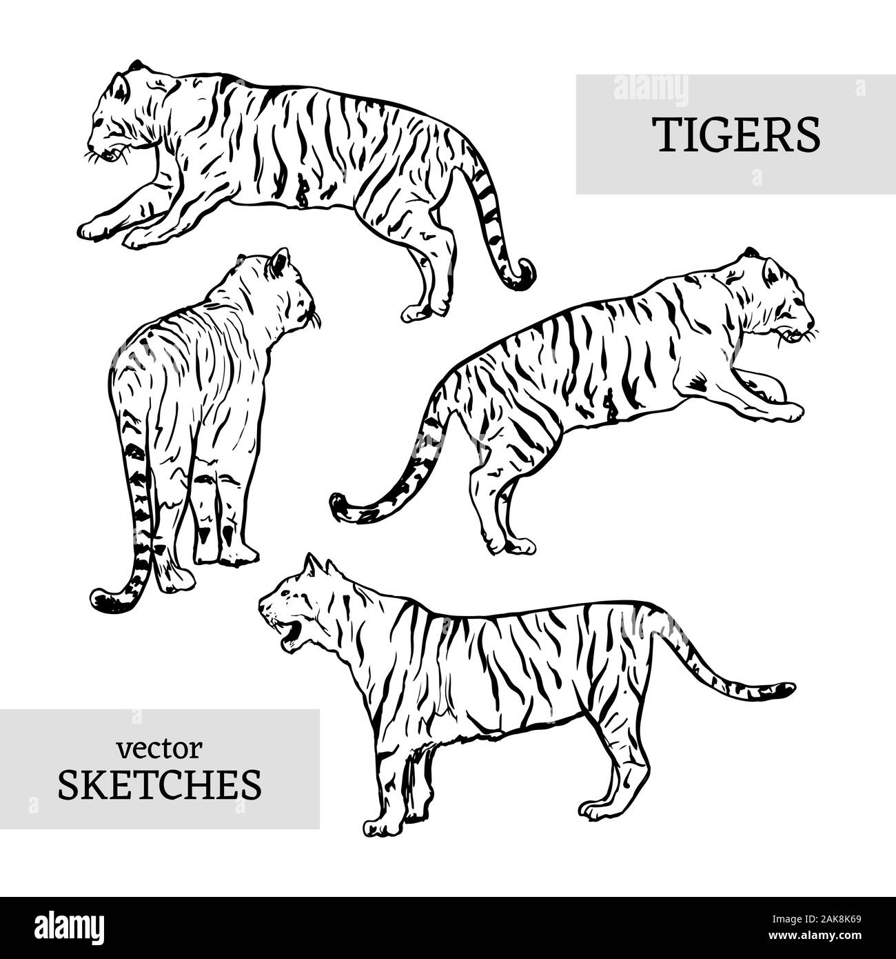 tigers wild cat vector set. White Bengal Tiger Animals Icons for Print or Tattoo Design. Hand-drawn Freehand Zoo Illustration. Art Drawing of Isolated Circus Animal Stock Vector