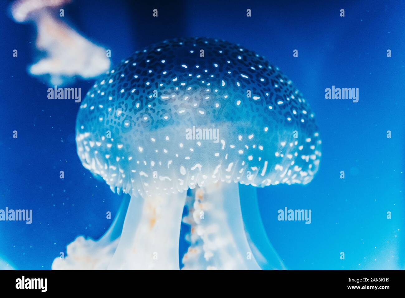 Pretty and beautiful jellyfish floating in the blue water Stock Photo ...