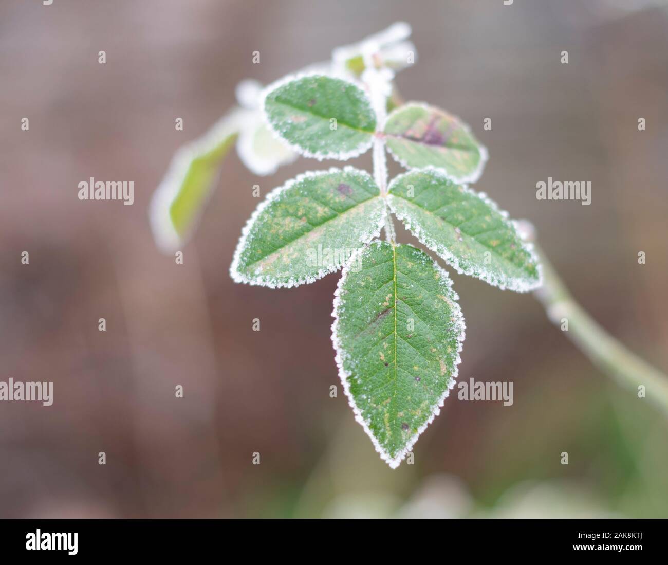 plants and leaves covered with ice Stock Photo