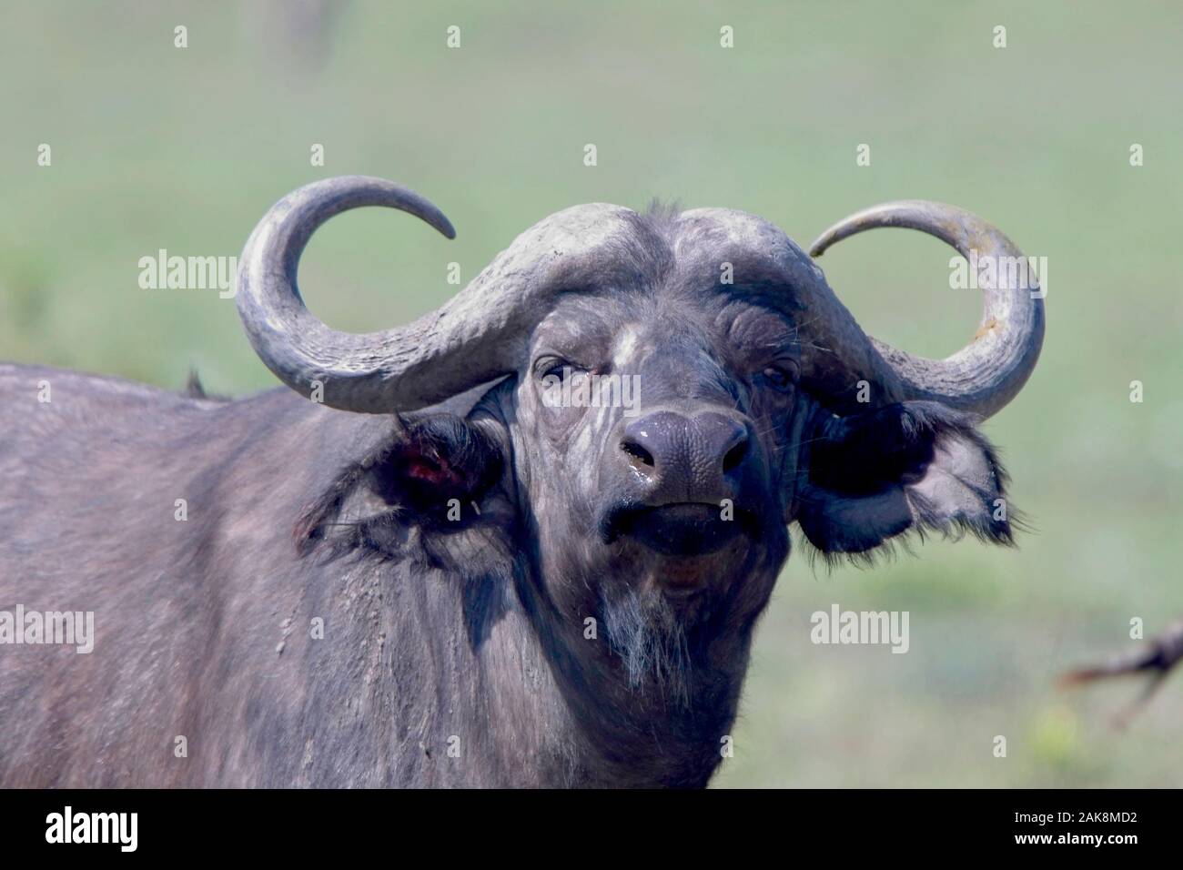 African buffalo horn hi-res stock photography and images - Alamy