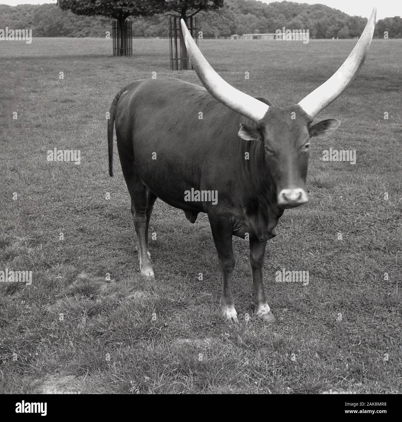 White cattle with horns hi-res stock photography and images - Alamy