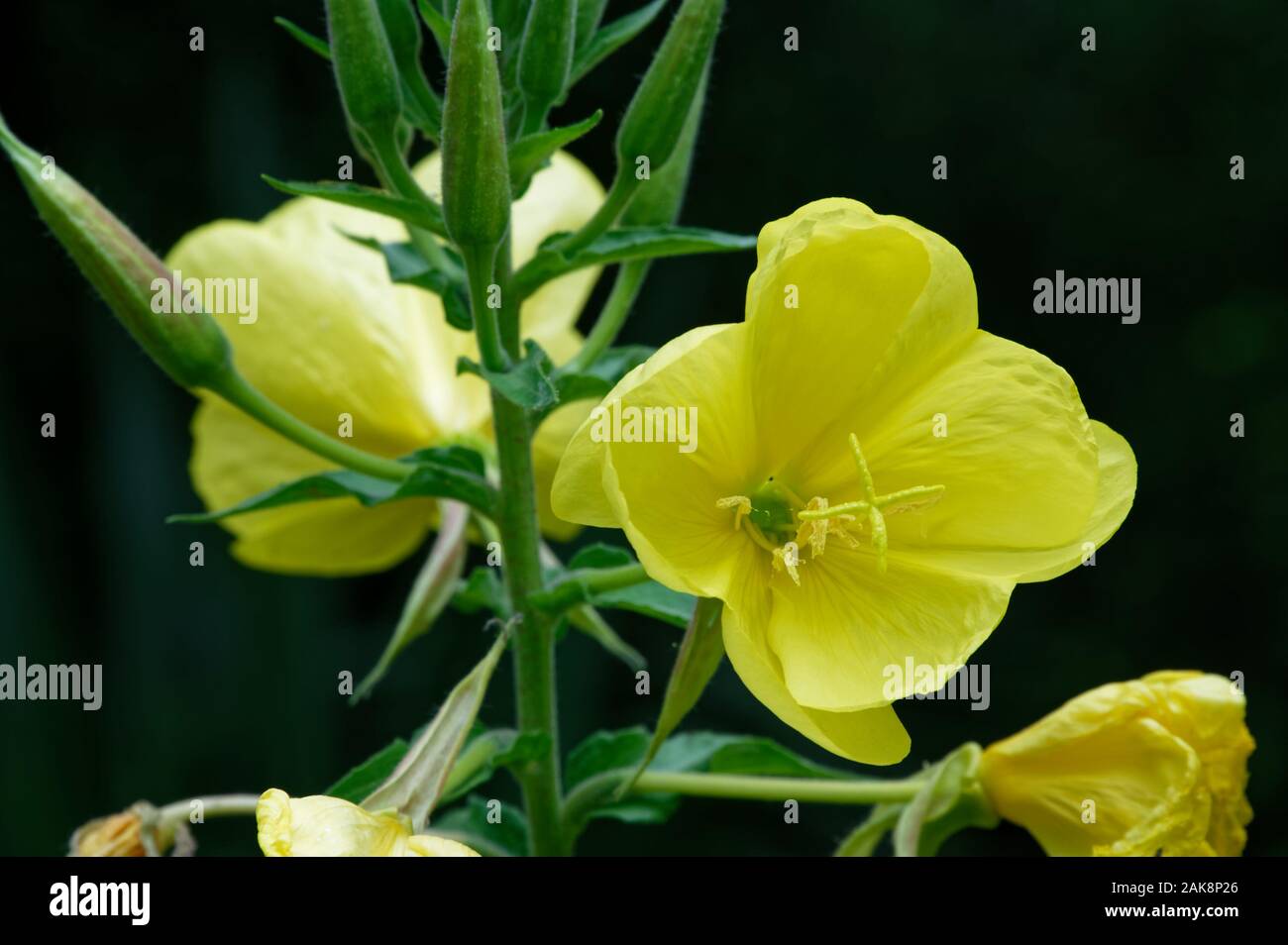 Evening primrose flowers and their lanceolate leaves Stock Photo
