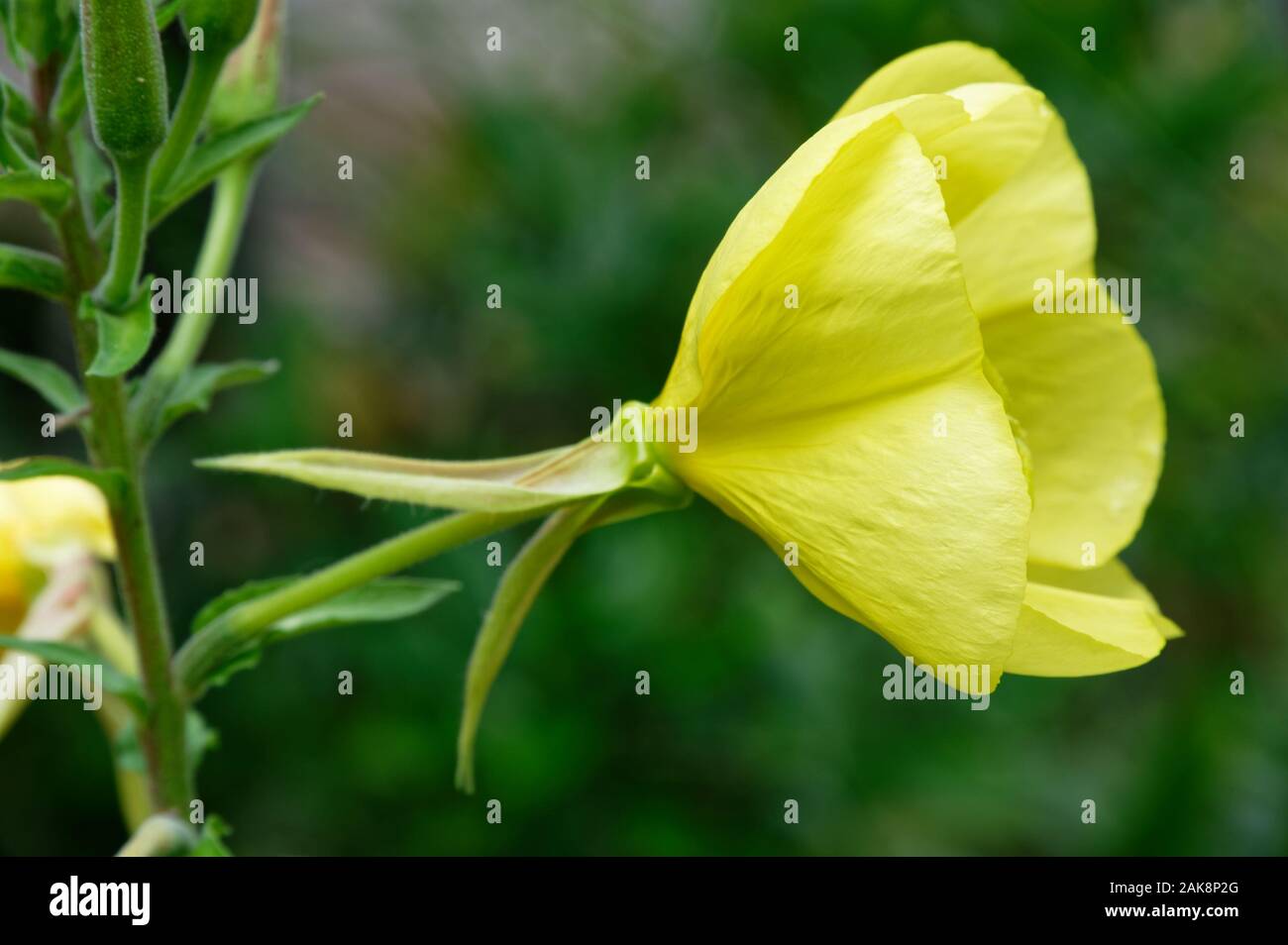A yellow evening primrose flower, side on Stock Photo