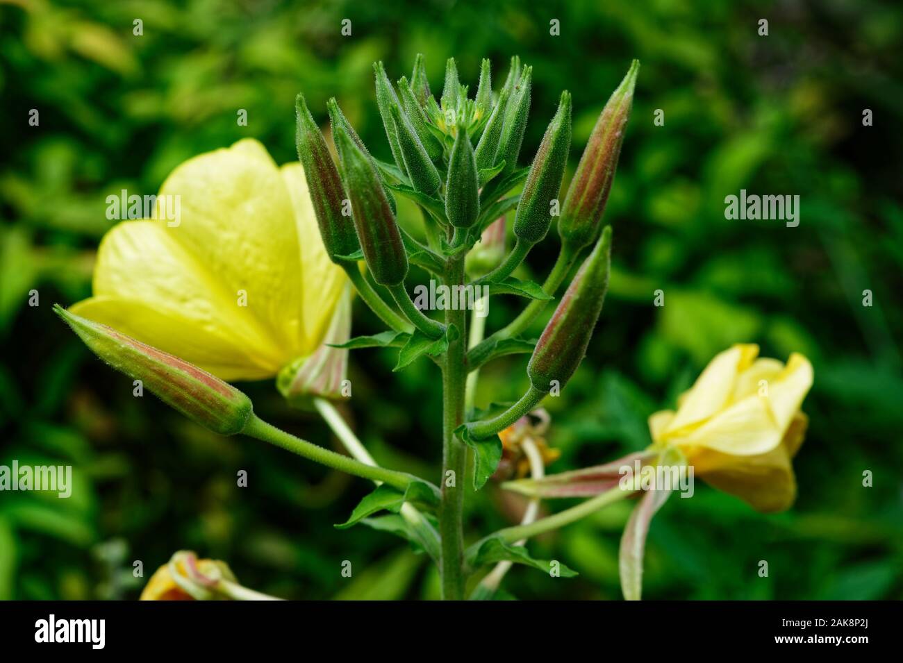 An evening primrose plant Stock Photo Alamy