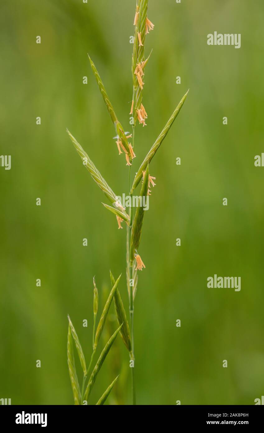 Tor-grass, Brachypodium pinnatum, in flower in calcareous grassland. Stock Photo