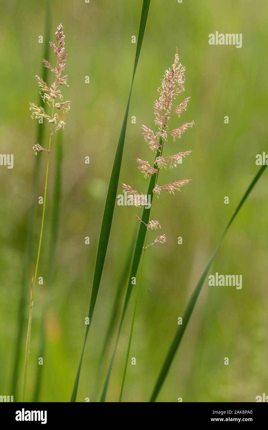 Reed canary grass, Phalaris arundinacea, in flower in damp grassland. Stock Photo