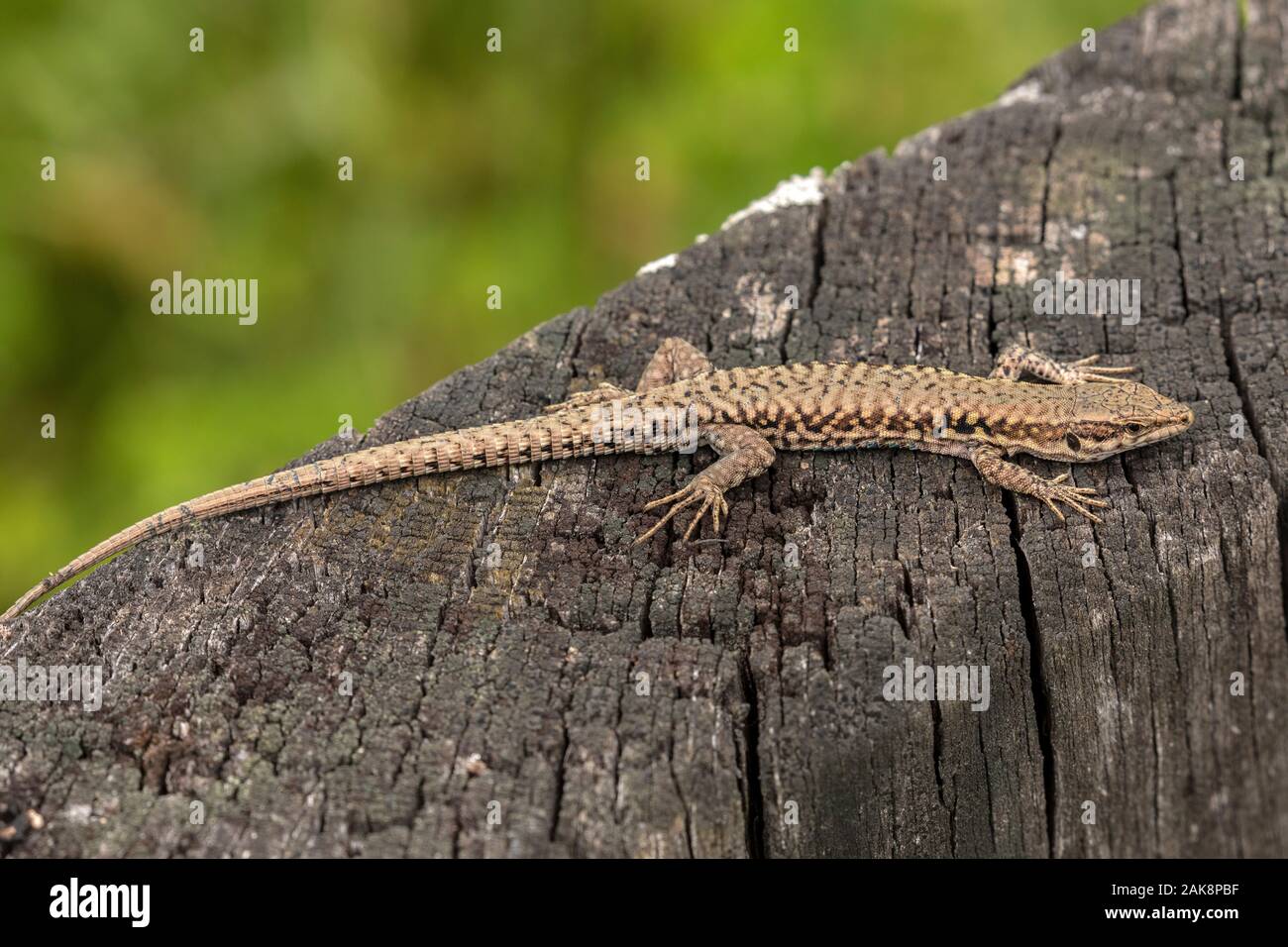 Common Wall lizard, Podarcis muralis, in the western form known as Podarcis muralis brogniardii, Brenne, North France. Stock Photo