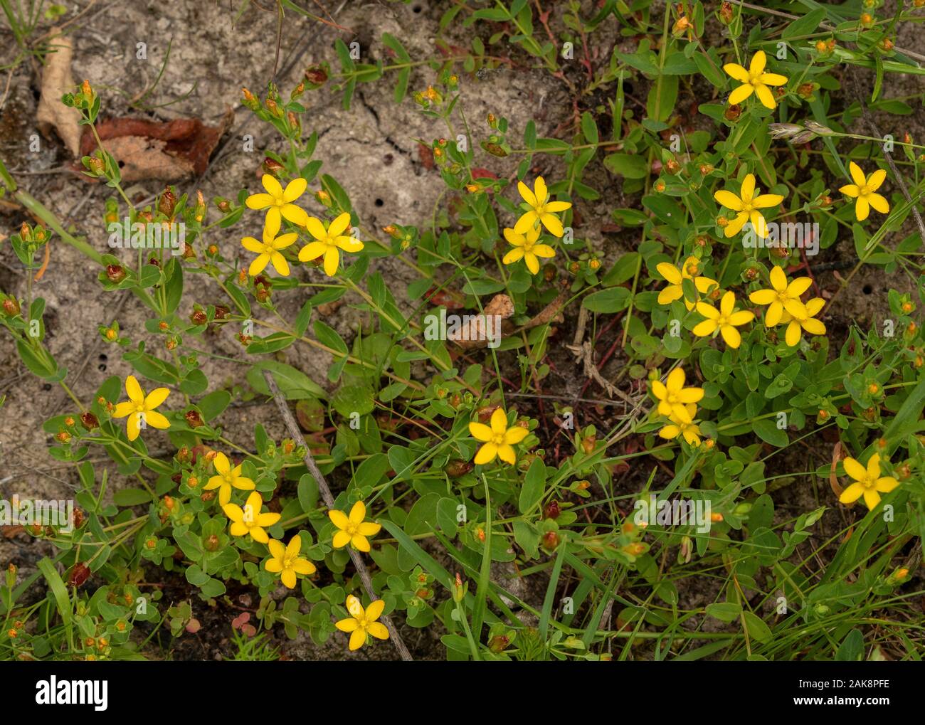 Trailing St John's-wort, Hypericum humifusum in flower in woodland ride. Stock Photo
