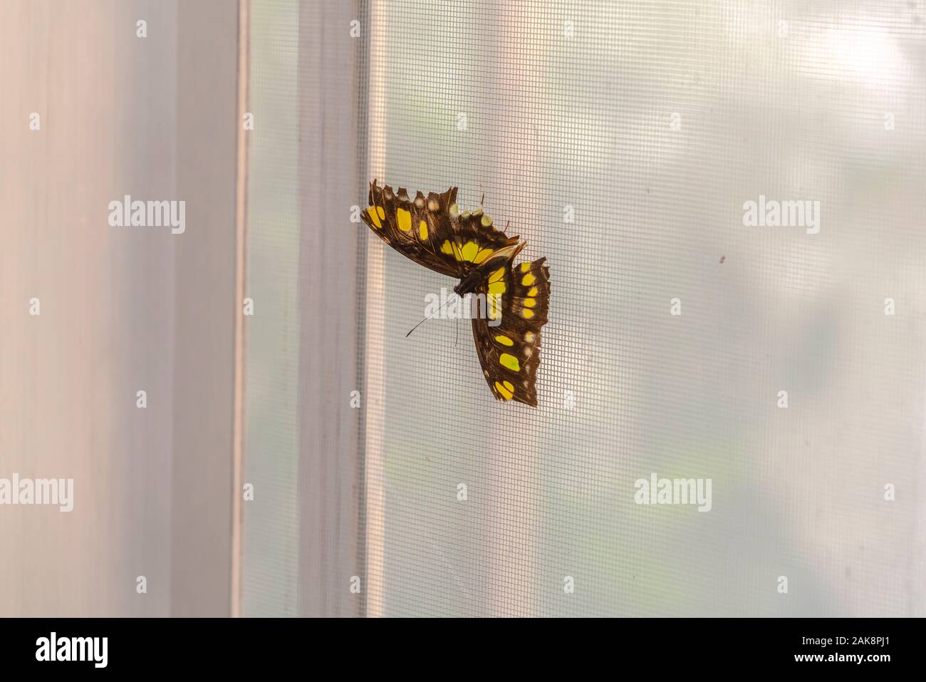 Close up view of a beautiful butterfly against a wire mesh window screen Stock Photo