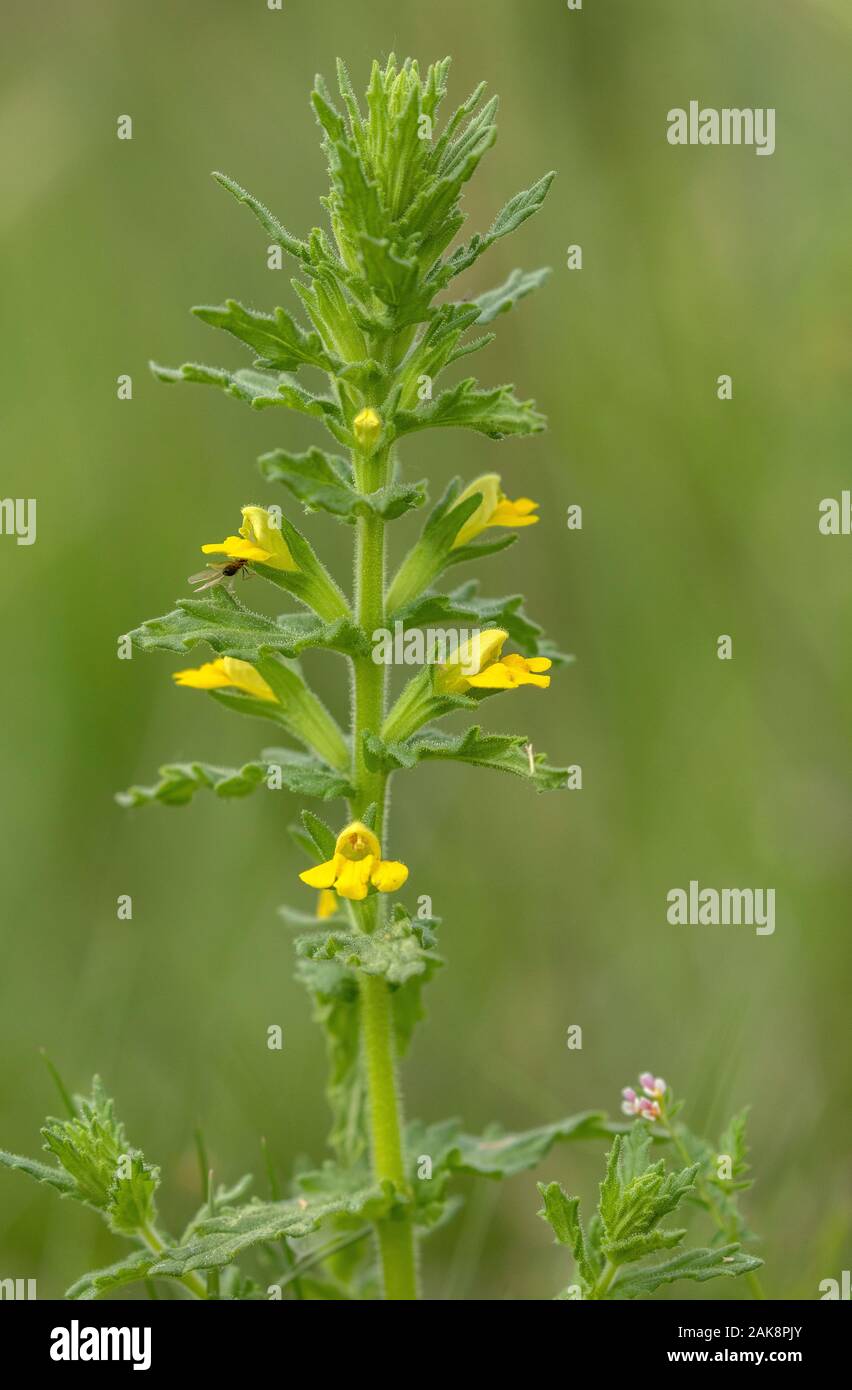 Yellow bartsia, Parentucellia viscosa, in flower in grassland. Stock Photo