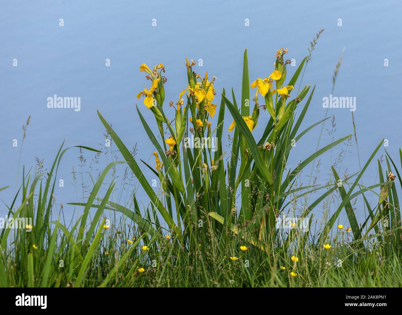Yellow flag, Iris pseudacorus, growing on lake margin. Stock Photo
