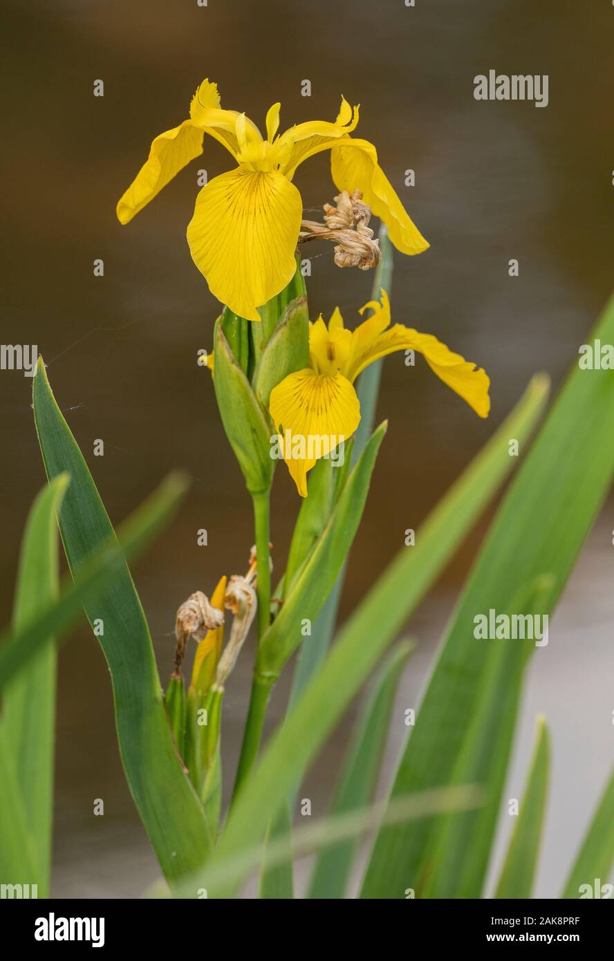 Yellow flag, Iris pseudacorus, growing on lake margin. Stock Photo