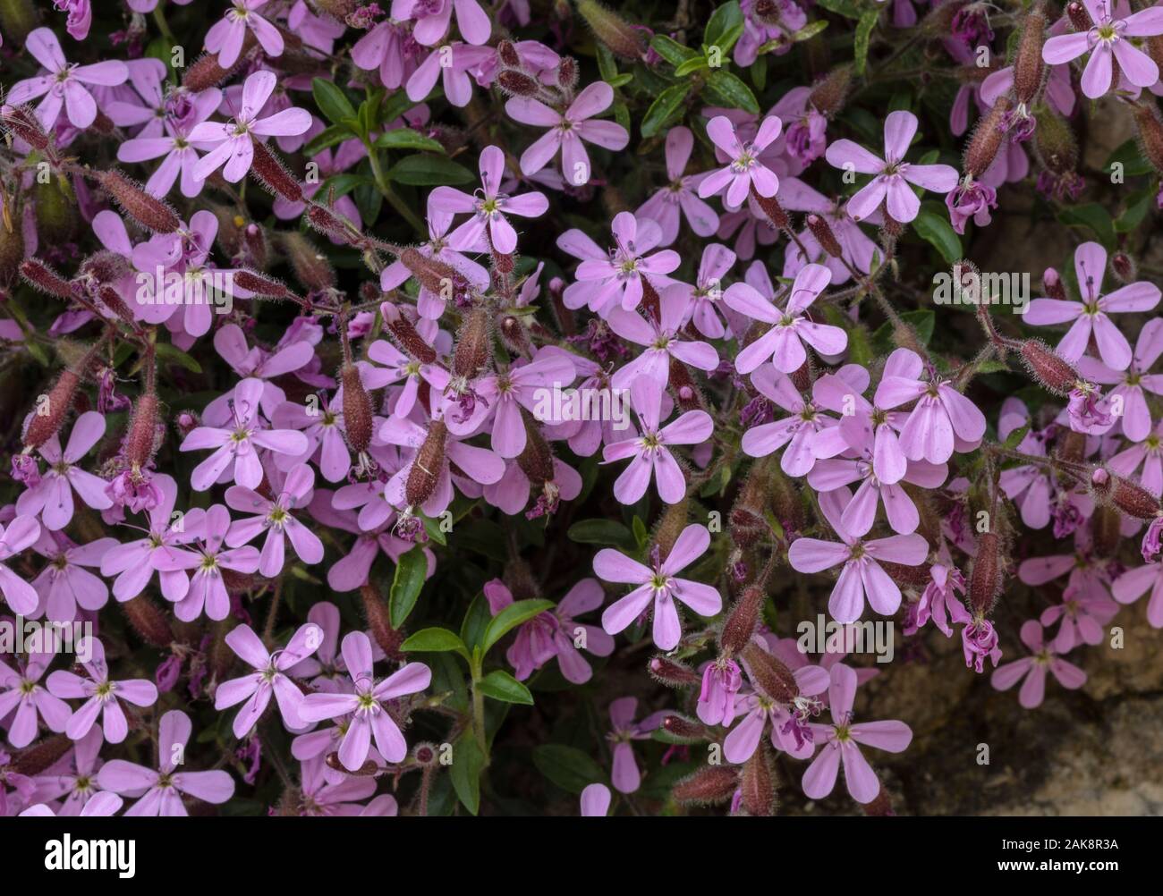 Rock soapwort, Saponaria ocymoides, in flower on limestone cliff, Vercors mountains, France. Stock Photo