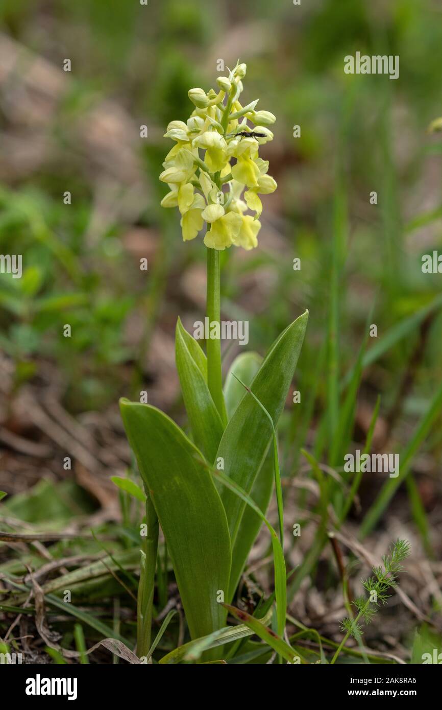 Pale-flowered Orchid, Orchis pallens in flower in the Vercors Mountains. Stock Photo