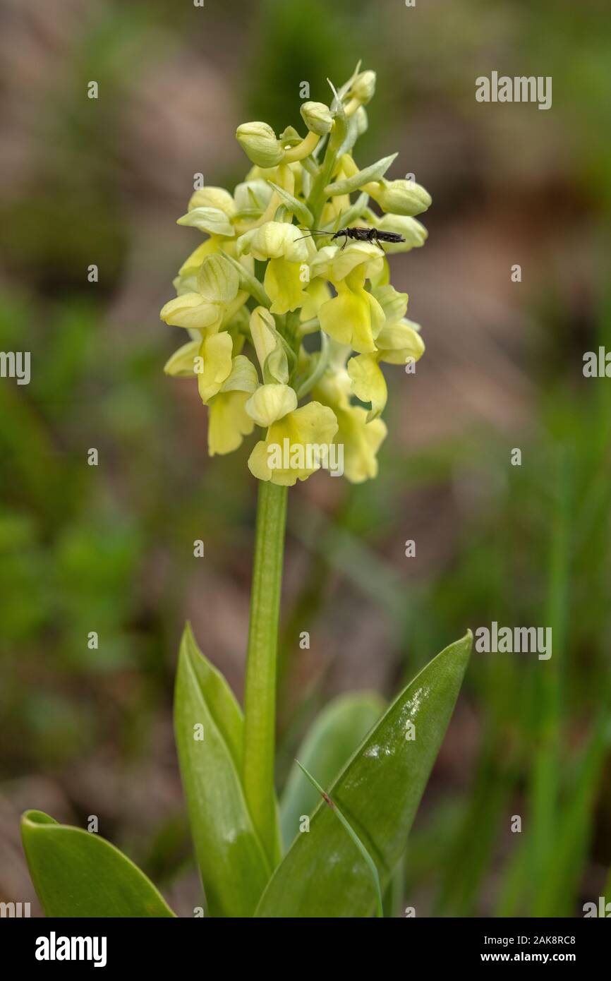 Pale-flowered Orchid, Orchis pallens in flower in the Vercors Mountains. Stock Photo