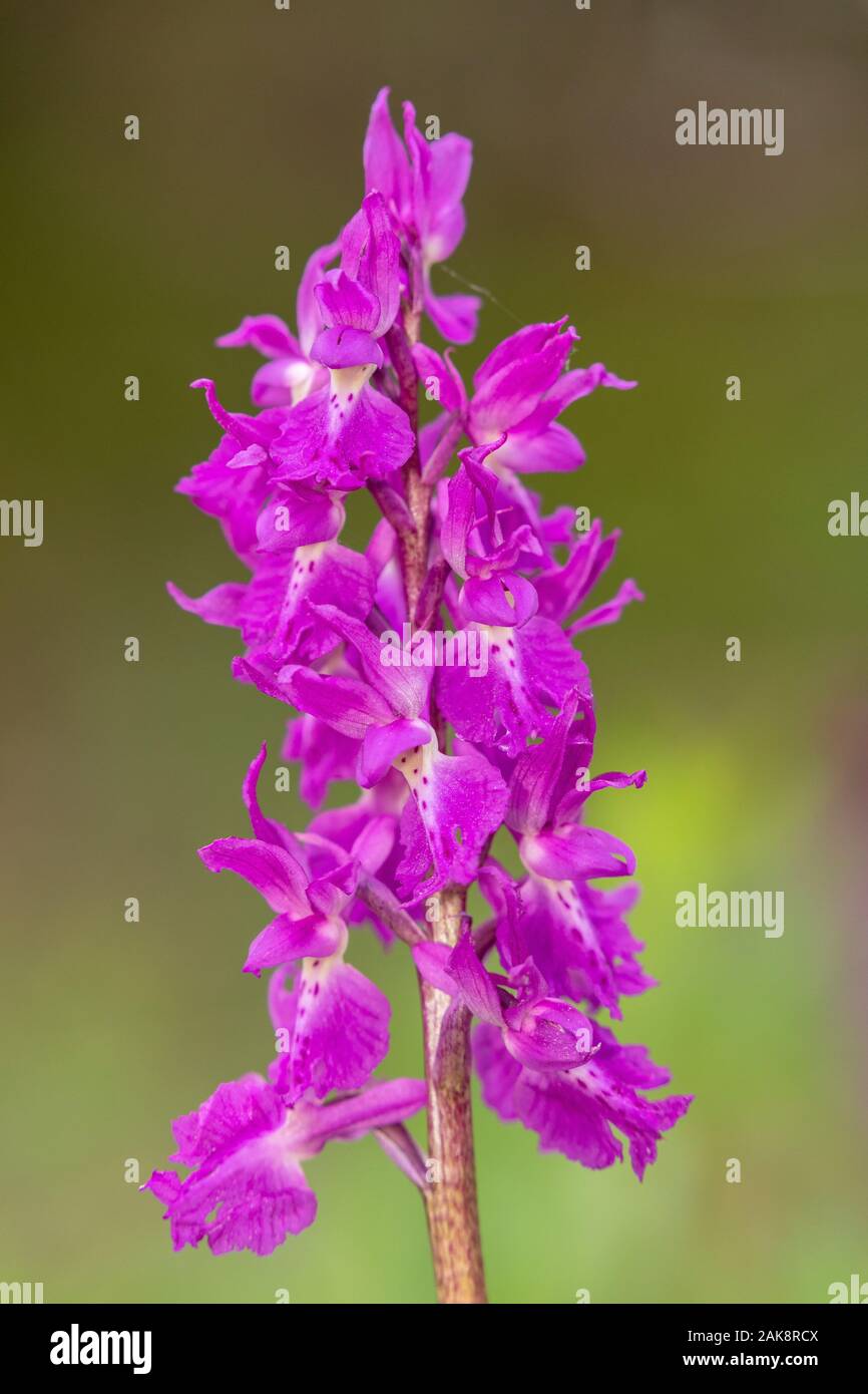 A form of Early Purple Orchid, Bohemian Early Purple Orchid, Orchis ovalis, in flower in the Vercors Mountains. Stock Photo