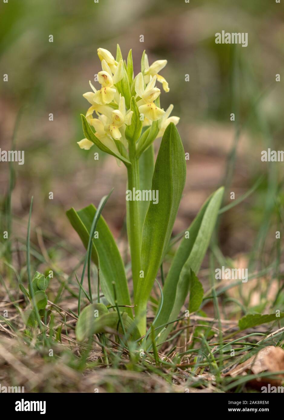 Yellow form of Elder-flowered orchid, Dactylorhiza sambucina, in flower, Vercors. Stock Photo