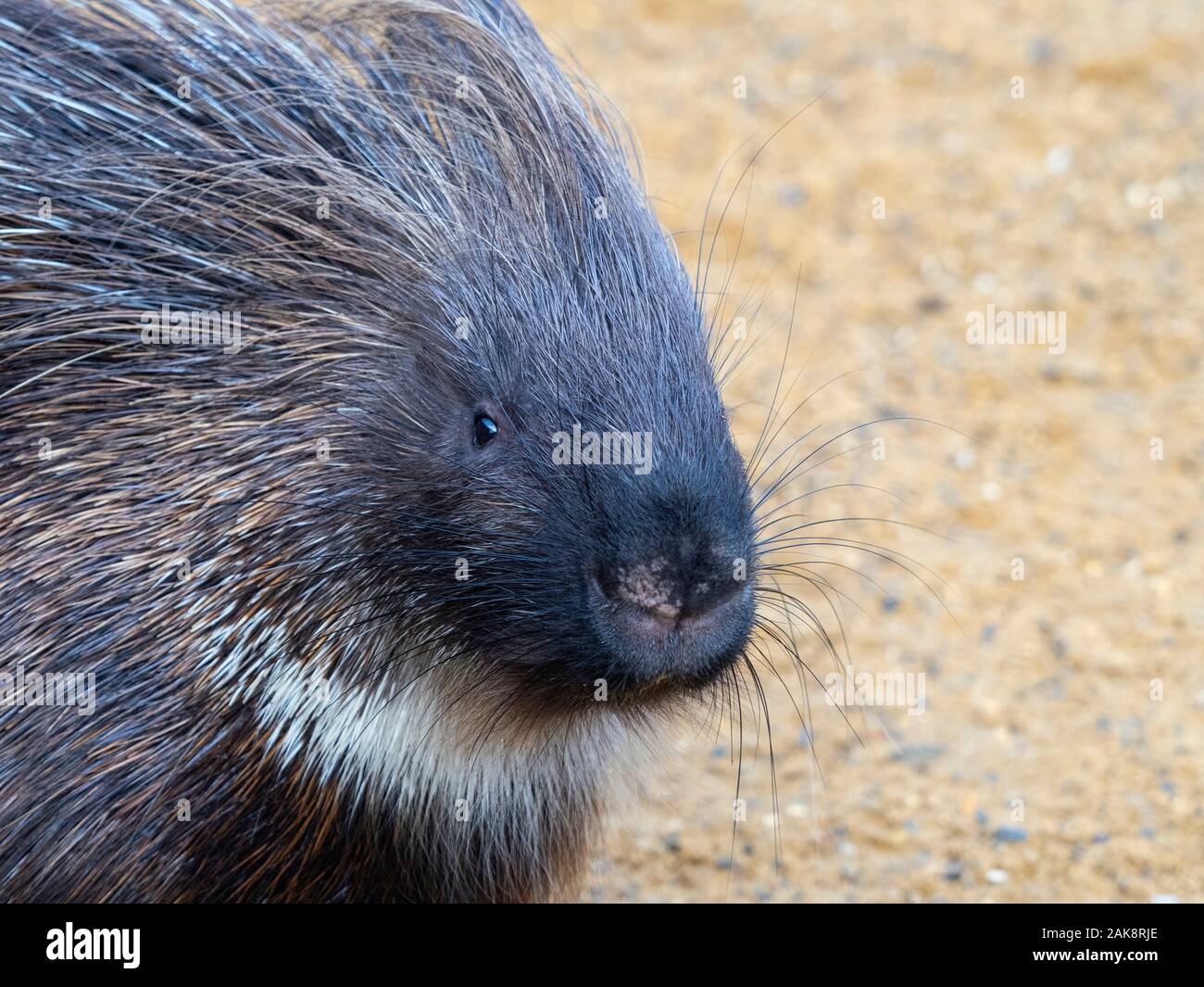 Indian crested porcupine Hystrix indica (captive) Stock Photo