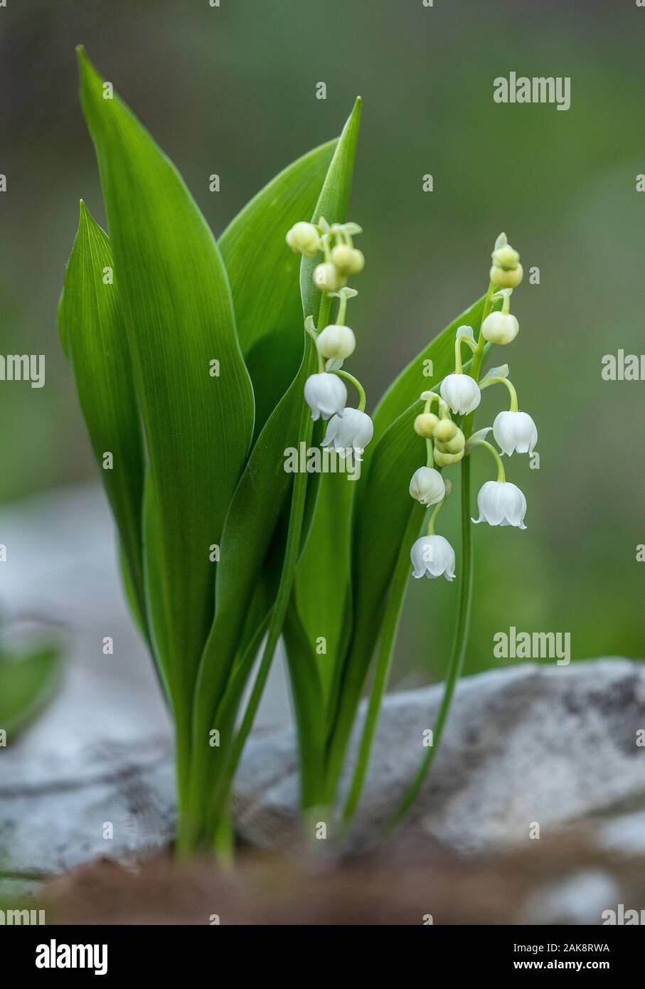 Lily of the valley, Convallaria majalis, in flower in limestone woodland. Stock Photo