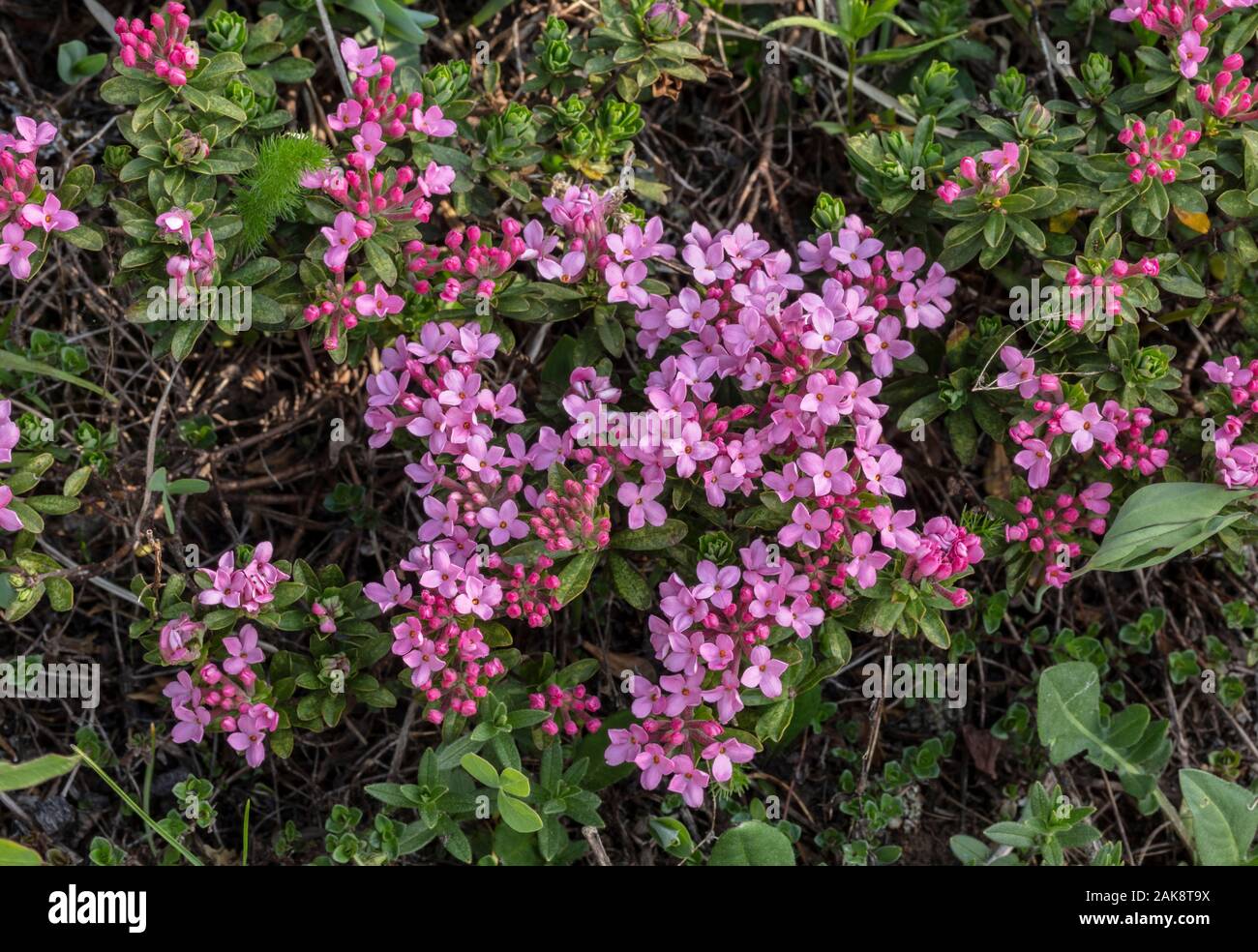 Garland flower, Daphne cneorum in flower on limerstone, Vercors Mountains, France. Stock Photo