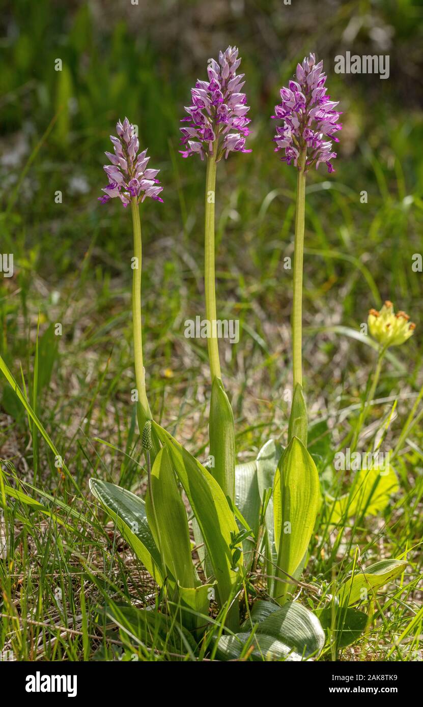 military orchid, Orchis militaris, in flower in calcareous grassland, France. Stock Photo