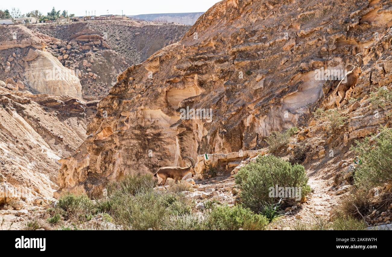 two nimble male arabian ibex climbing up the cliffs of nahal karkash near midreshet ben gurion in the negev highlands in israel Stock Photo