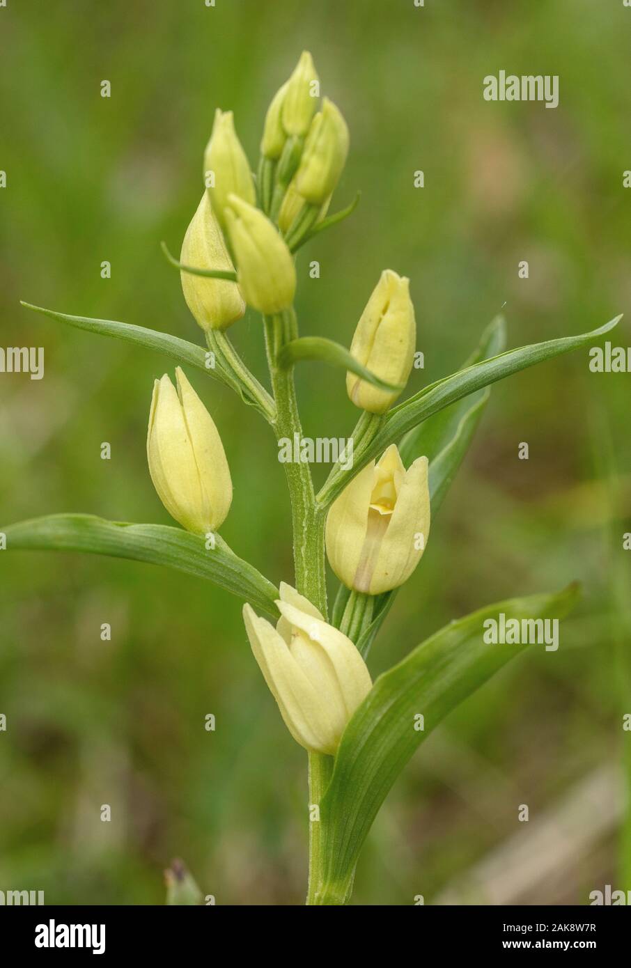 White helleborine, Cephalanthera damasonium in flower in open woodland. Stock Photo