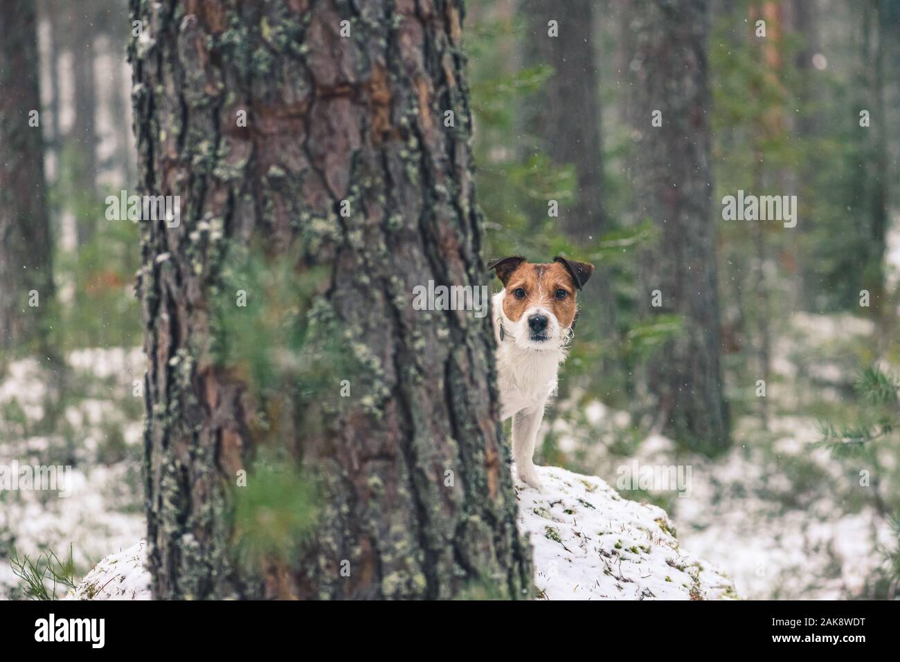 Dog walking in wild nature playing hide-and-seek behind tree Stock Photo